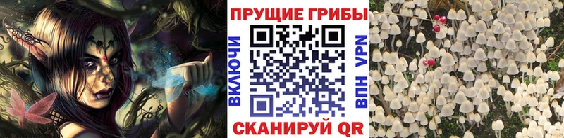 купить наркоту  Берёзовский  Галлюциногенные грибы GOLDEN TEACHER 